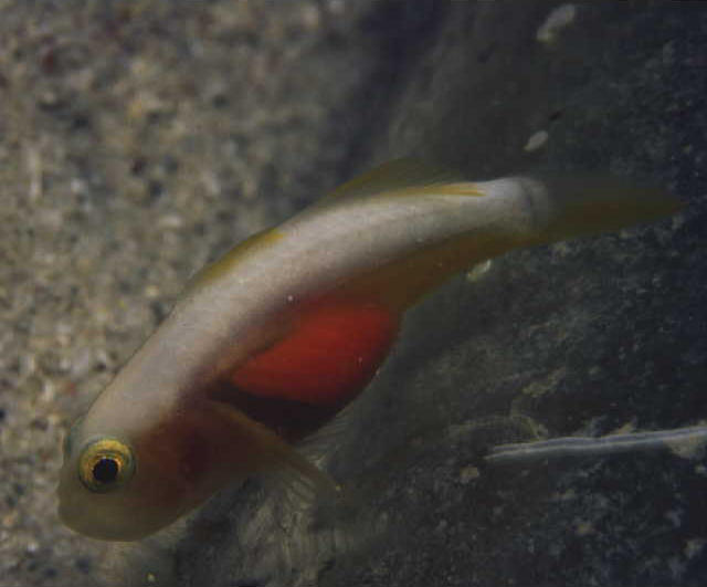 Lubricogobius dinah